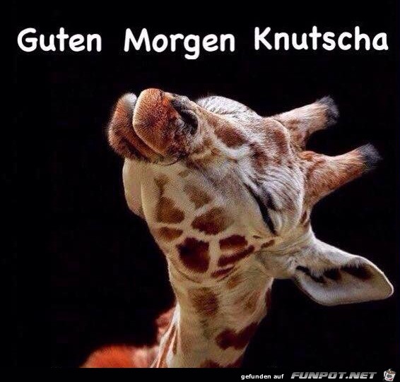 Guten Morgen