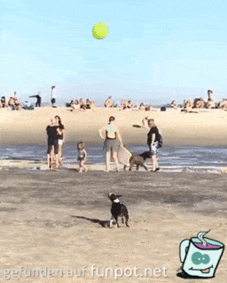 Hund spielt mit Ballon