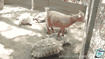Schildkröten-Taxi Schildkröten-Taxi