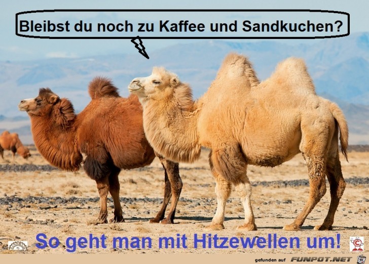 so geht man mit Hitzewellen um so geht man mit Hitzewellen um