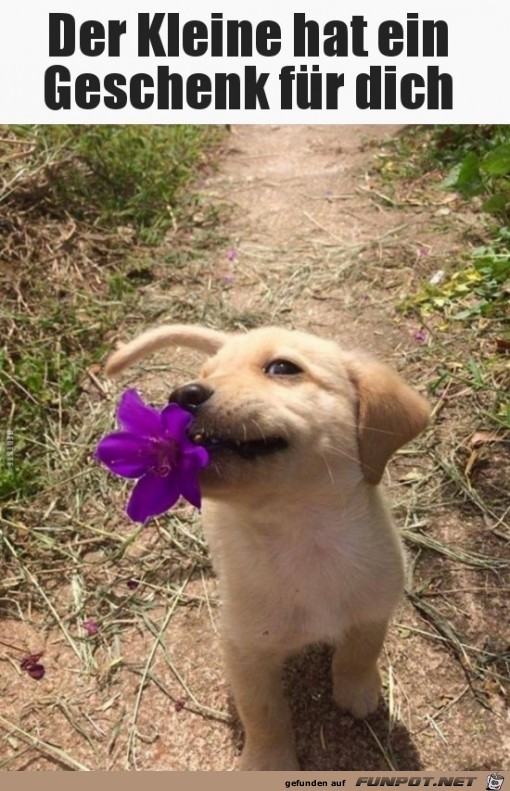 Geschenk für dich Geschenk für dich