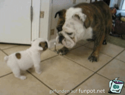 Der Kleine hat es raus Der Kleine hat es raus