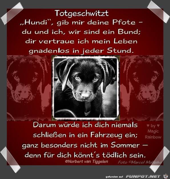 Totgeschwitzt 2019 Totgeschwitzt 2019