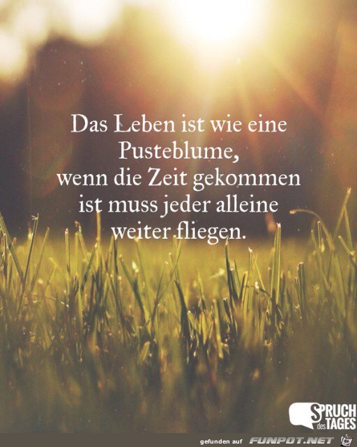 das leben ist wie eine Pusteblume das leben ist wie eine Pusteblume