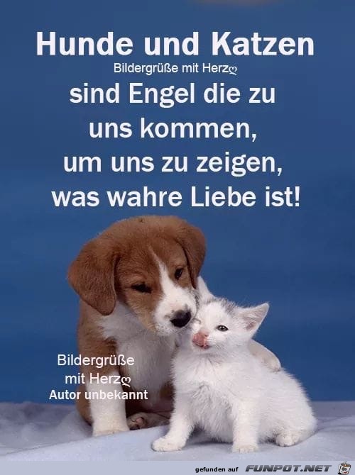 hunde und katzen