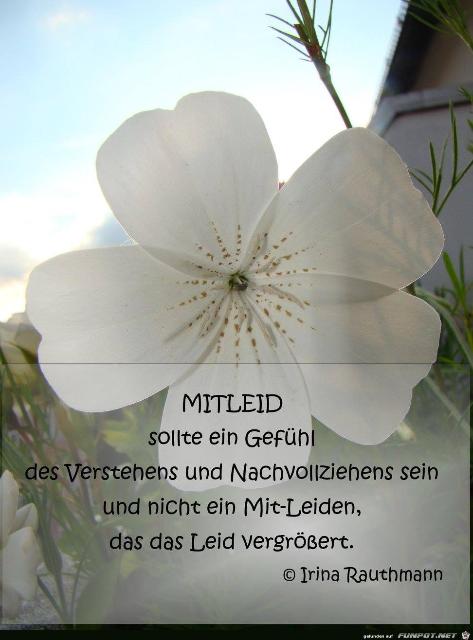 mitleid sollte