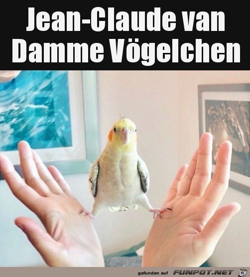 Super Vogel