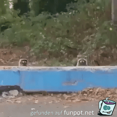 Kuckuck Kuckuck