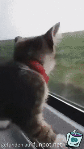 Süße Katze Süße Katze