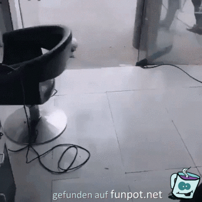 Hunde-Friseur Hunde-Friseur
