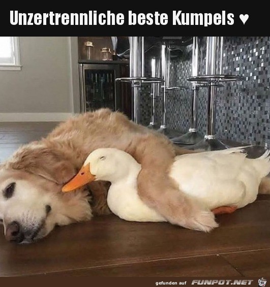 Super Kumpels Super Kumpels