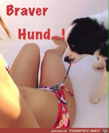 Guter Hund Guter Hund
