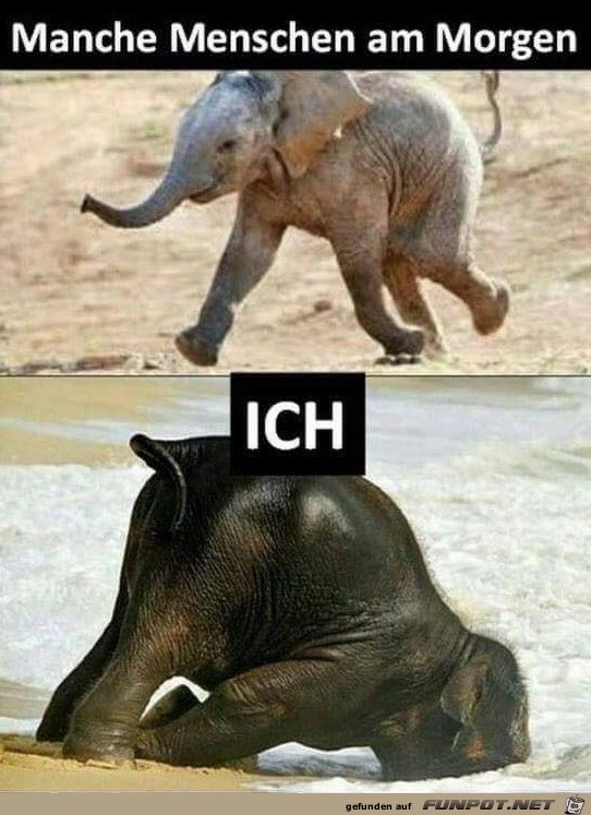Am Morgen Am Morgen
