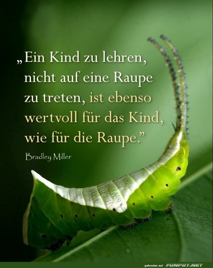 10 sch�ne Spr�che und Lebensweisheiten aus...