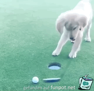 Eingelocht Eingelocht