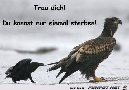 Trau dich