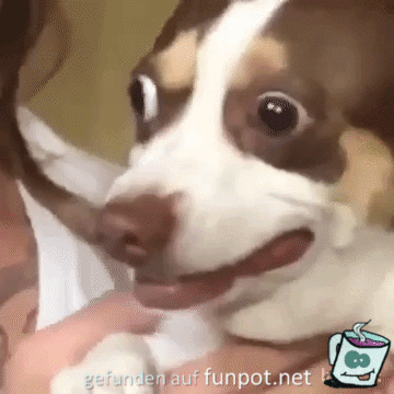 Dieser Blick Dieser Blick