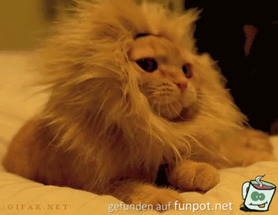 Ein Löwe Ein Löwe