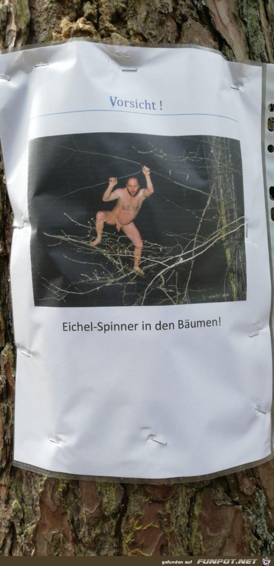 Eichel-Spinner Eichel-Spinner