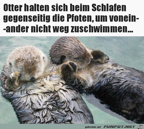 Wie niedlich Wie niedlich