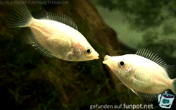 Fisch-Knutscher