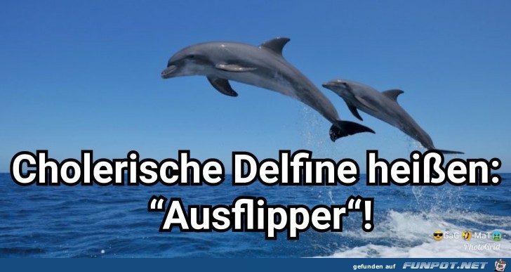 Cholerische Delfine... Cholerische Delfine...