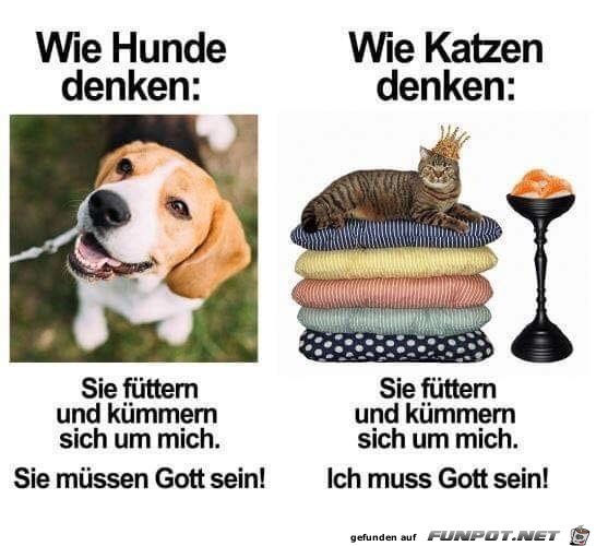 Hunde und Katzen