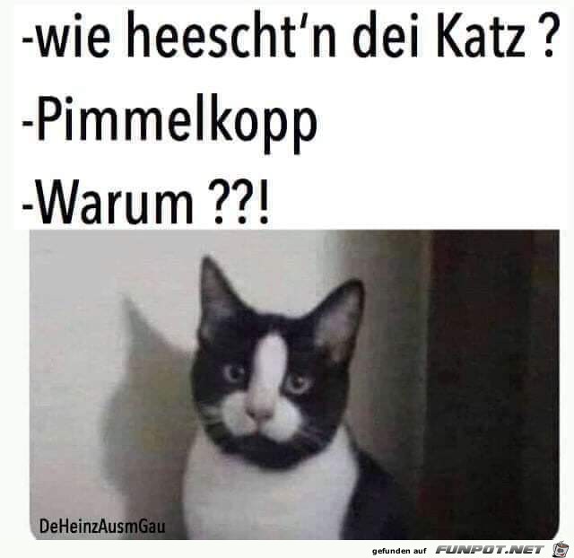 Pimmelkopp