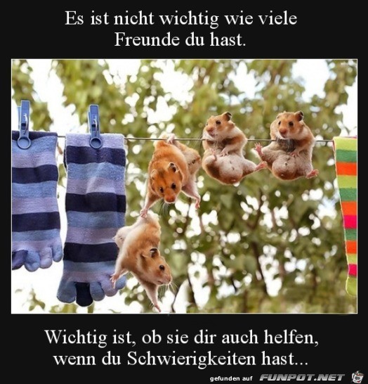 Freunde Freunde