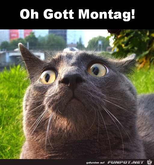 Montag