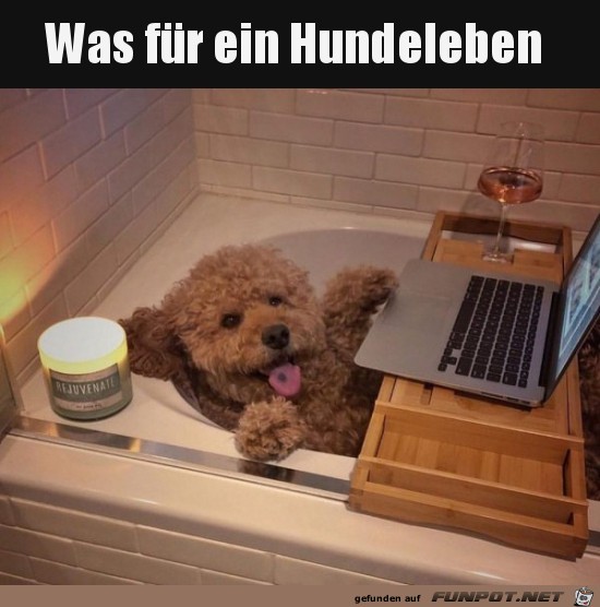 Hundeleben