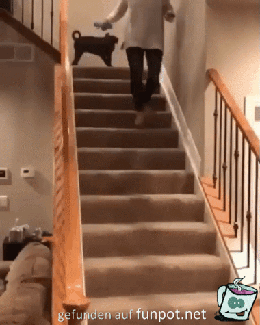 Hund läuft das 1.mal Treppe runter Hund läuft das 1.mal Treppe runter