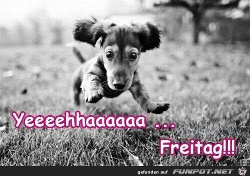Freitag Freitag