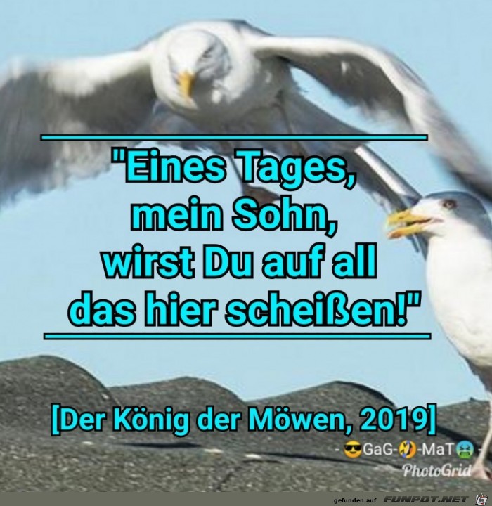 Koenig der Moewen