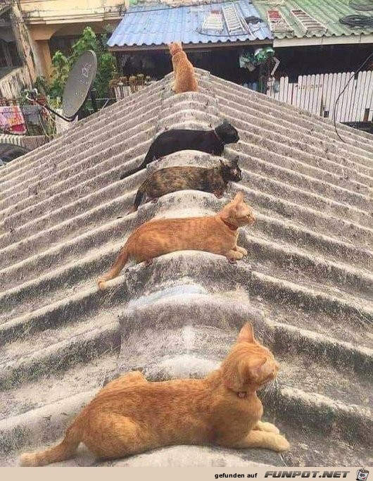 Katzen-Dach