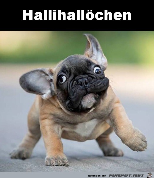 Hallöchen Hallöchen