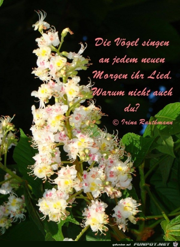 die Voegel singen die Voegel singen