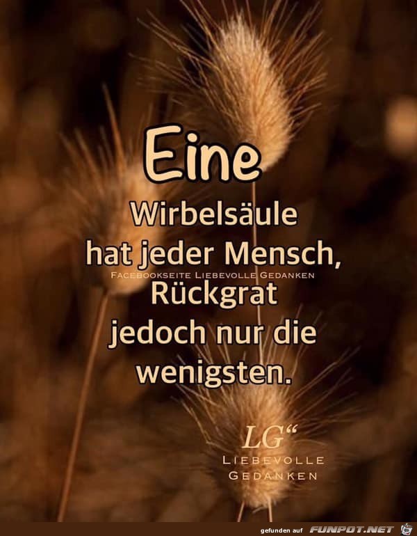 eine Wirbelsaeule eine Wirbelsaeule