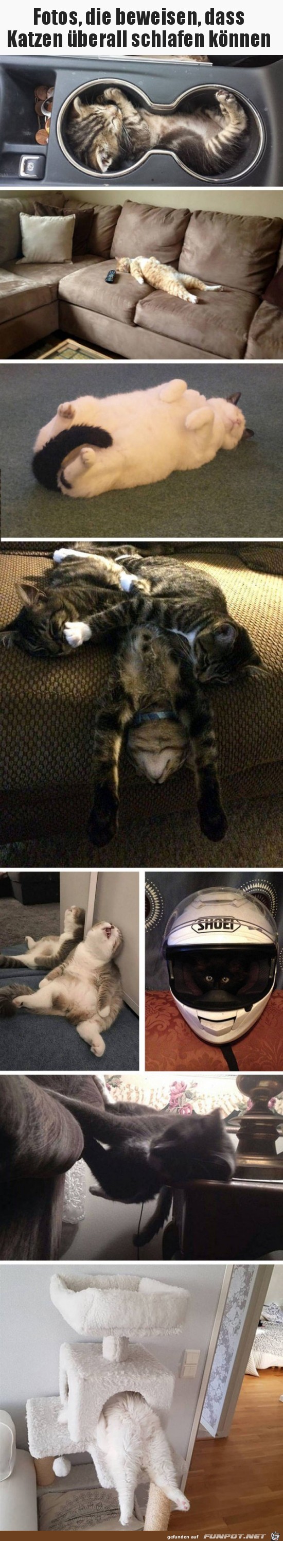 Katzen können überall schlafen Katzen können überall schlafen