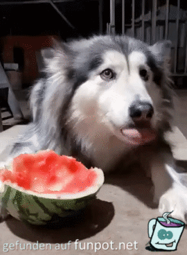 Das ist meine Melone