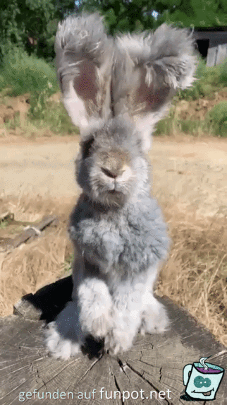 Knuffiger Hase Knuffiger Hase