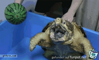 Gefährliche Schildkröte Gefährliche Schildkröte