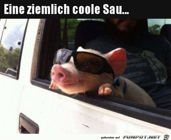 Coole Sau