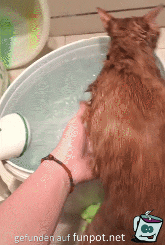 Ich dachte Katzen sind Wasserscheu Ich dachte Katzen sind Wasserscheu