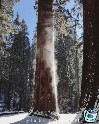 Baum schwitzt bei Schneefall