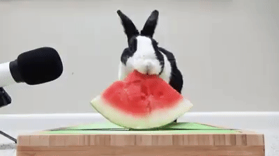Erst mal Melone essen
