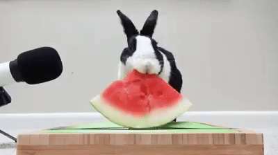 Erst mal Melone essen Erst mal Melone essen