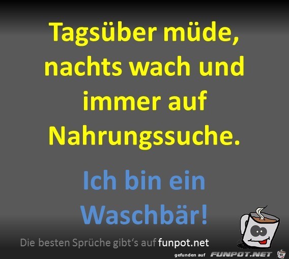 Ein Waschbär Ein Waschbär
