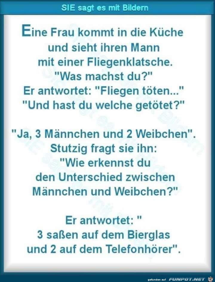 Fliegen in der Küche Fliegen in der Küche