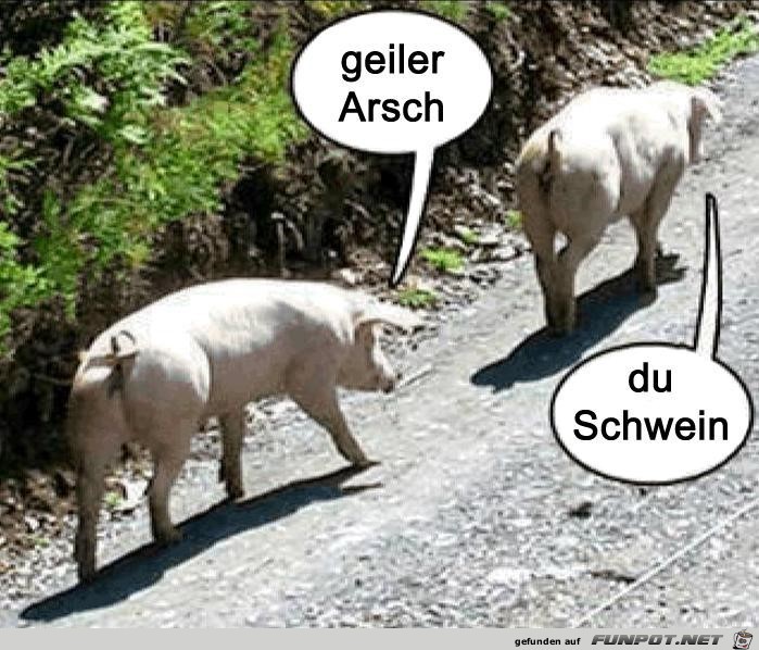 Du Schwein